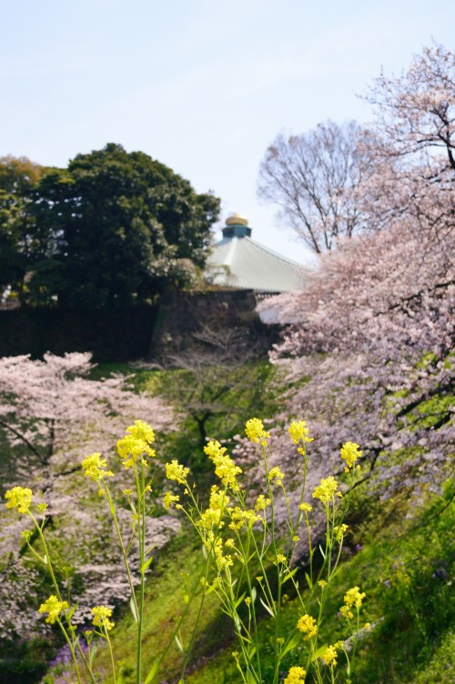 千鳥ケ淵から、武道館を写す